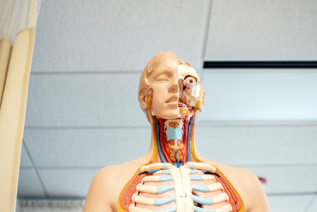 Skelet, ki prikazuje človeško anatomijo